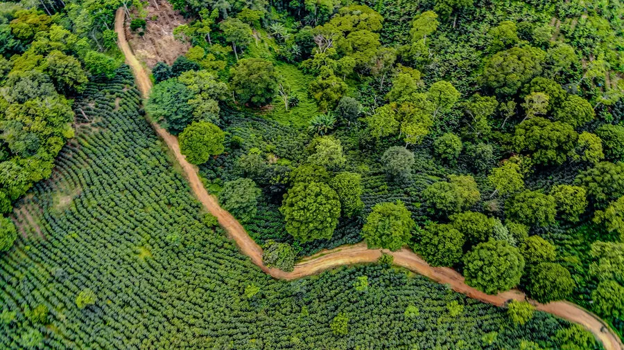 Vista aérea de la finca de café