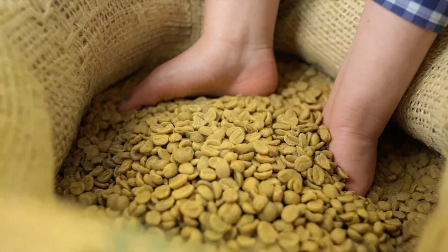 Grano verde de café secado