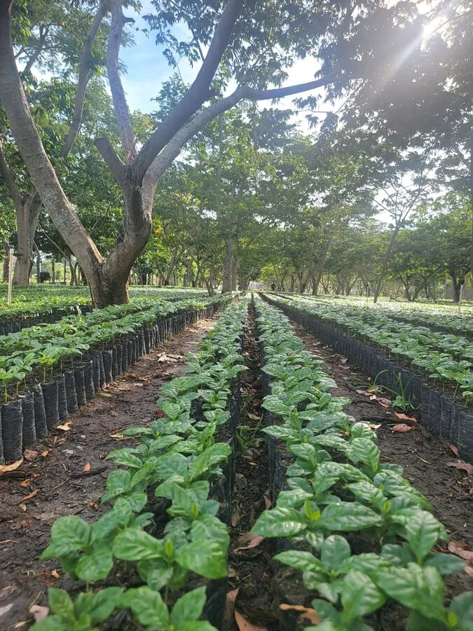 Vivero de plantas de café