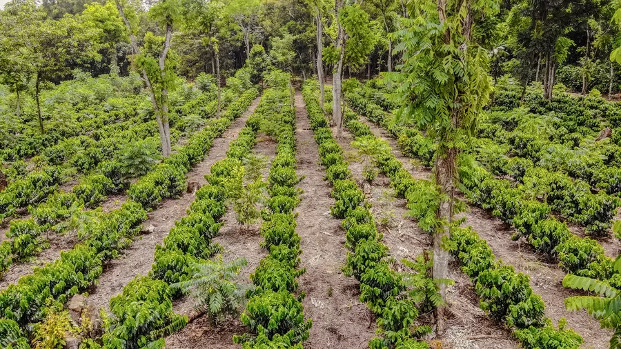 Hileras de cafetales en la finca